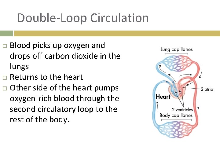 Double-Loop Circulation Blood picks up oxygen and drops off carbon dioxide in the lungs