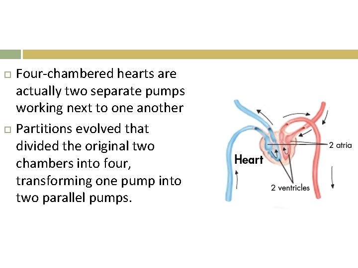  Four-chambered hearts are actually two separate pumps working next to one another Partitions