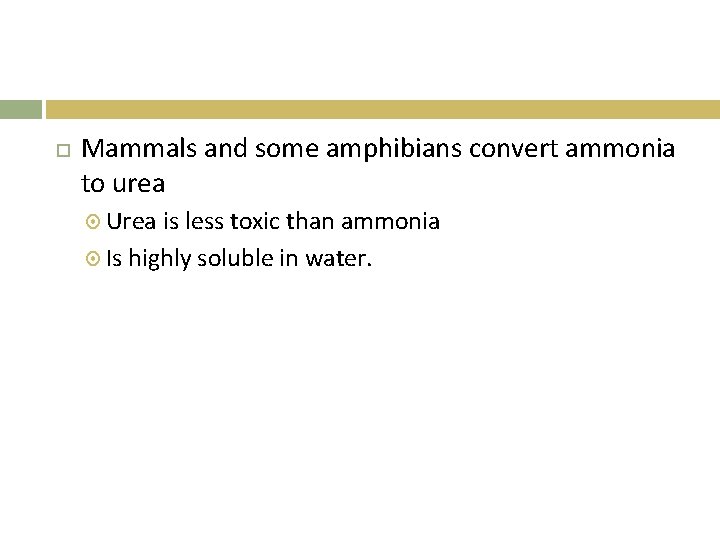  Mammals and some amphibians convert ammonia to urea Urea is less toxic than