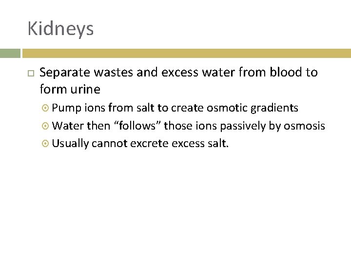 Kidneys Separate wastes and excess water from blood to form urine Pump ions from