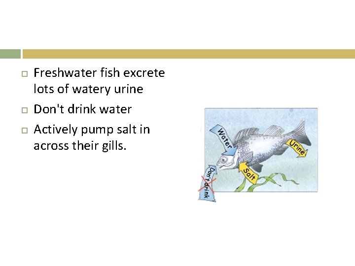  Freshwater fish excrete lots of watery urine Don't drink water Actively pump salt