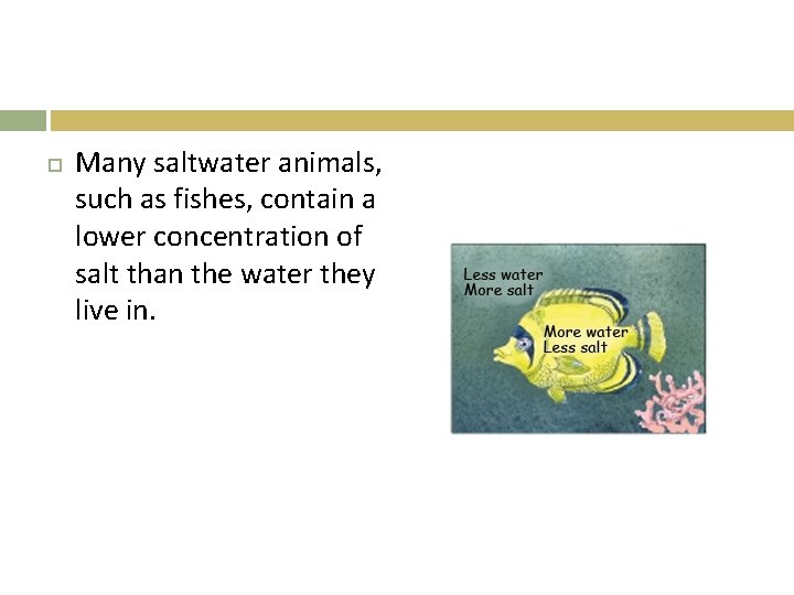  Many saltwater animals, such as fishes, contain a lower concentration of salt than