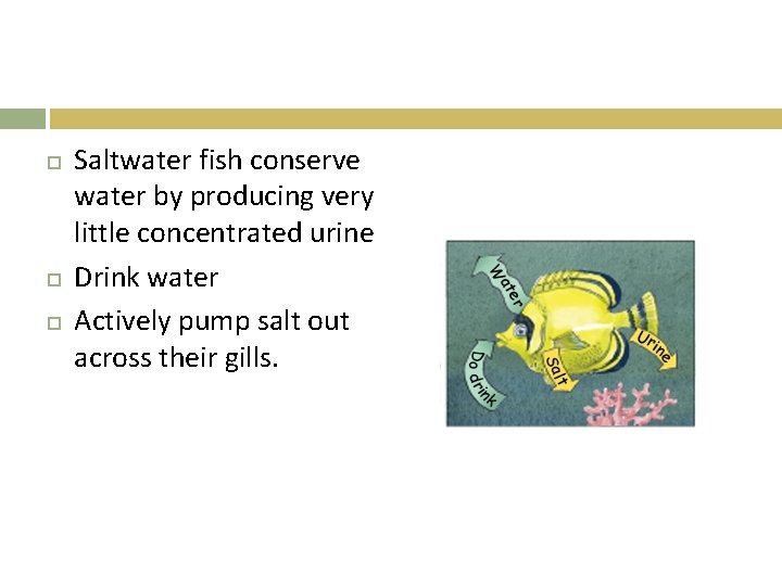  Saltwater fish conserve water by producing very little concentrated urine Drink water Actively