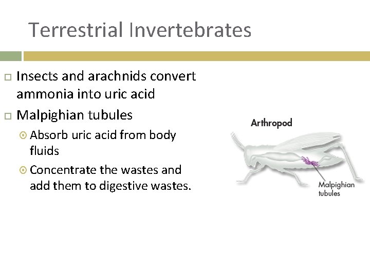 Terrestrial Invertebrates Insects and arachnids convert ammonia into uric acid Malpighian tubules Absorb uric