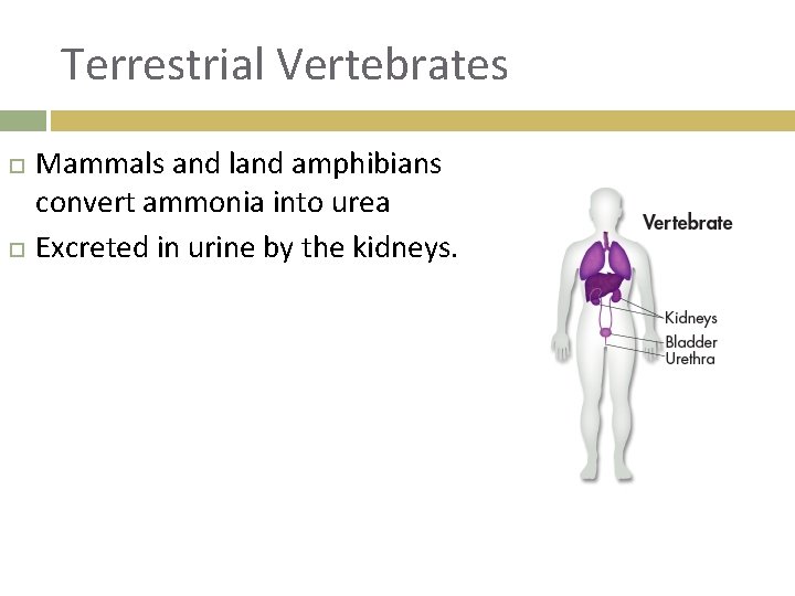 Terrestrial Vertebrates Mammals and land amphibians convert ammonia into urea Excreted in urine by