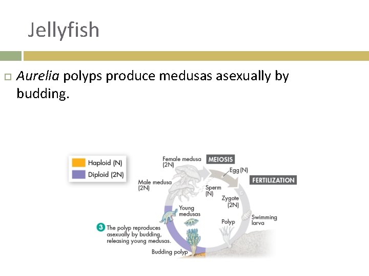 Jellyfish Aurelia polyps produce medusas asexually by budding. 