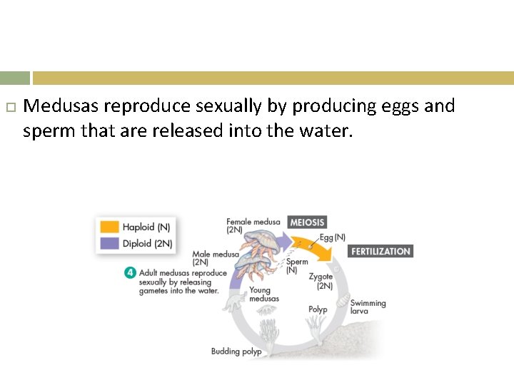  Medusas reproduce sexually by producing eggs and sperm that are released into the