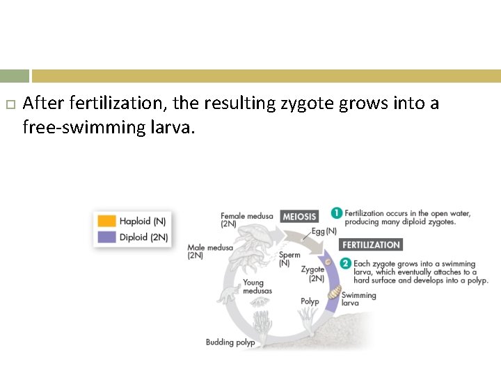  After fertilization, the resulting zygote grows into a free-swimming larva. 