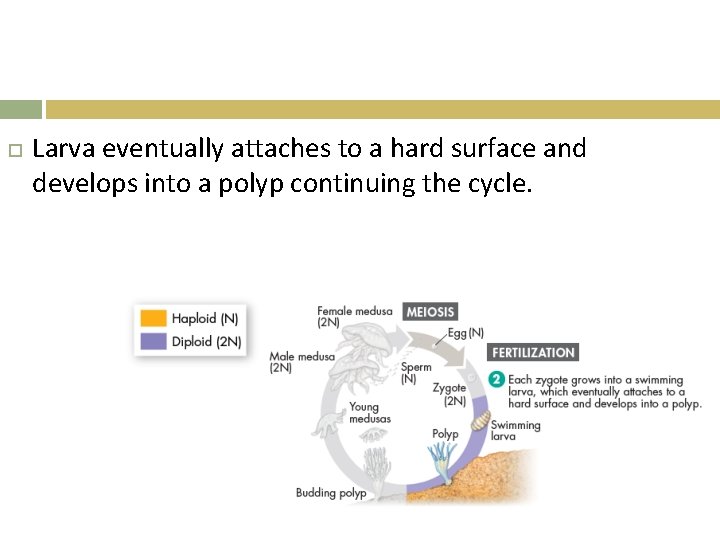  Larva eventually attaches to a hard surface and develops into a polyp continuing