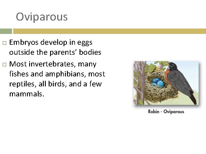 Oviparous Embryos develop in eggs outside the parents’ bodies Most invertebrates, many fishes and