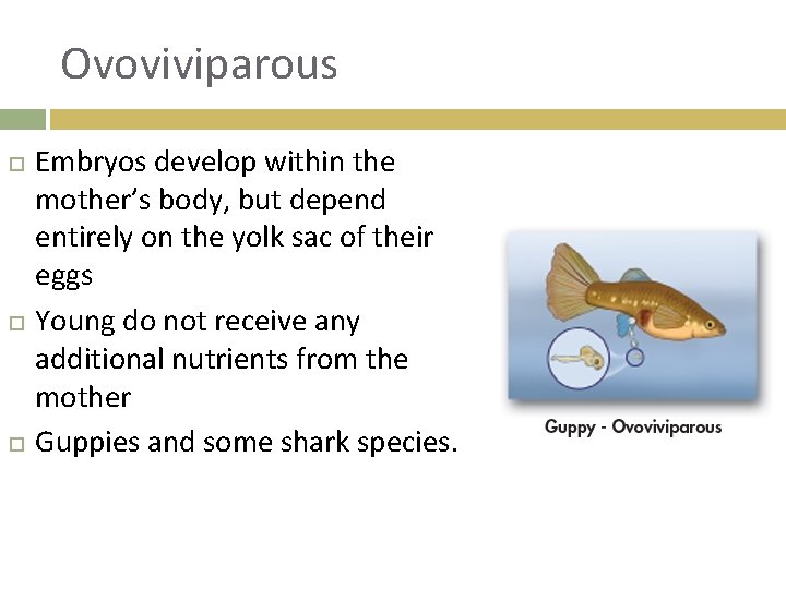 Ovoviviparous Embryos develop within the mother’s body, but depend entirely on the yolk sac
