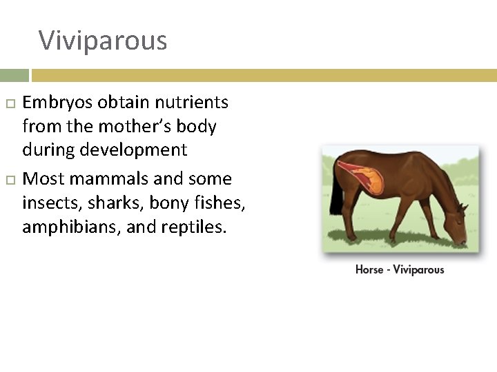 Viviparous Embryos obtain nutrients from the mother’s body during development Most mammals and some