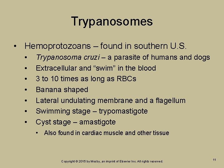 Trypanosomes • Hemoprotozoans – found in southern U. S. • • Trypanosoma cruzi – Trypanosomes • Hemoprotozoans – found in southern U. S. • • Trypanosoma cruzi –