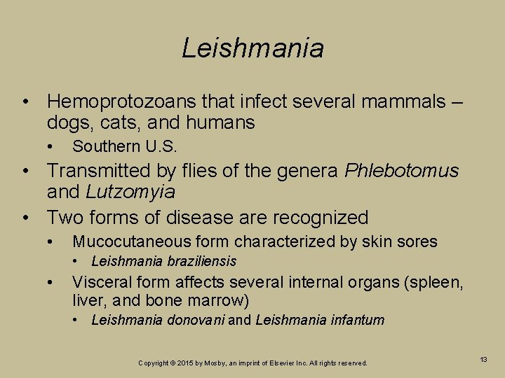 Leishmania • Hemoprotozoans that infect several mammals – dogs, cats, and humans • Southern Leishmania • Hemoprotozoans that infect several mammals – dogs, cats, and humans • Southern