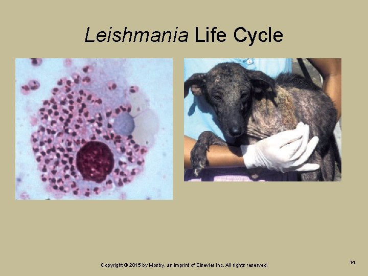 Leishmania Life Cycle Copyright © 2015 by Mosby, an imprint of Elsevier Inc. All Leishmania Life Cycle Copyright © 2015 by Mosby, an imprint of Elsevier Inc. All