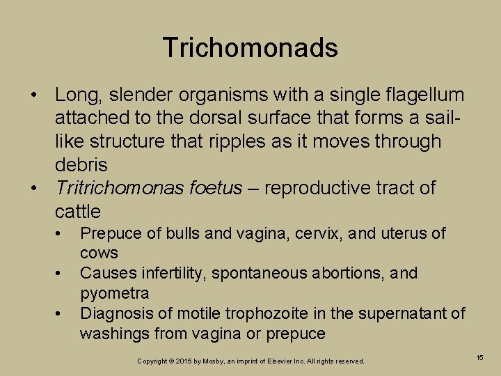 Trichomonads • Long, slender organisms with a single flagellum attached to the dorsal surface Trichomonads • Long, slender organisms with a single flagellum attached to the dorsal surface