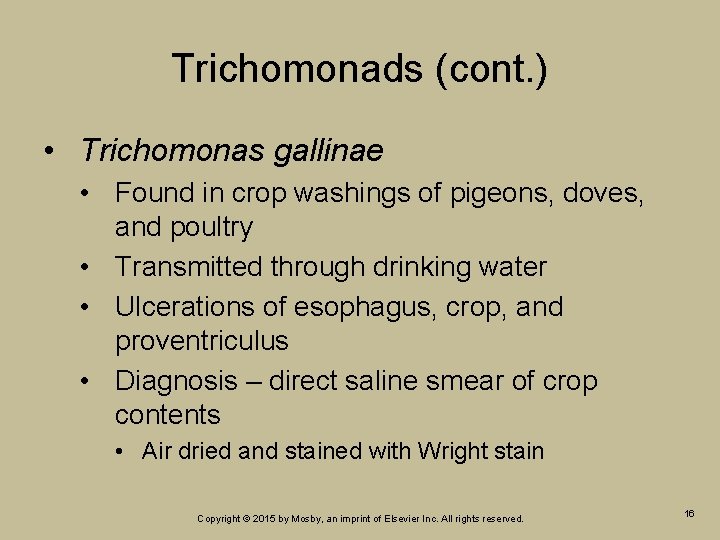 Trichomonads (cont. ) • Trichomonas gallinae • Found in crop washings of pigeons, doves, Trichomonads (cont. ) • Trichomonas gallinae • Found in crop washings of pigeons, doves,