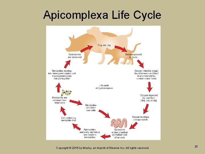 Apicomplexa Life Cycle Copyright © 2015 by Mosby, an imprint of Elsevier Inc. All Apicomplexa Life Cycle Copyright © 2015 by Mosby, an imprint of Elsevier Inc. All