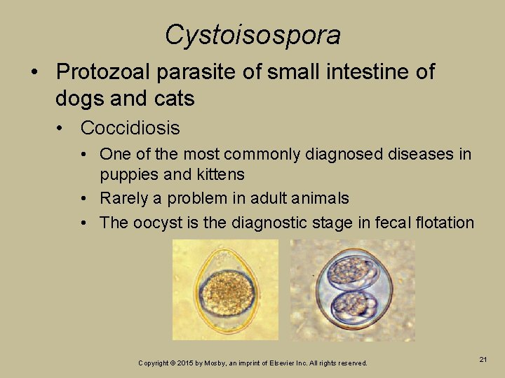 Cystoisospora • Protozoal parasite of small intestine of dogs and cats • Coccidiosis • Cystoisospora • Protozoal parasite of small intestine of dogs and cats • Coccidiosis •