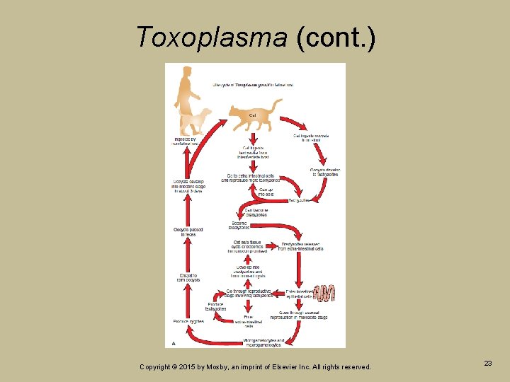 Toxoplasma (cont. ) Copyright © 2015 by Mosby, an imprint of Elsevier Inc. All Toxoplasma (cont. ) Copyright © 2015 by Mosby, an imprint of Elsevier Inc. All