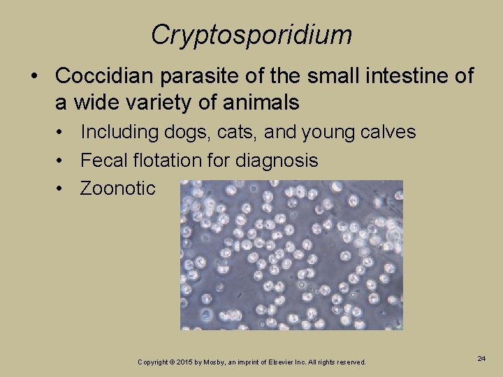 Cryptosporidium • Coccidian parasite of the small intestine of a wide variety of animals Cryptosporidium • Coccidian parasite of the small intestine of a wide variety of animals