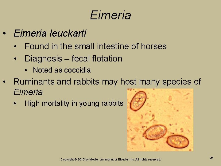 Eimeria • Eimeria leuckarti • Found in the small intestine of horses • Diagnosis Eimeria • Eimeria leuckarti • Found in the small intestine of horses • Diagnosis
