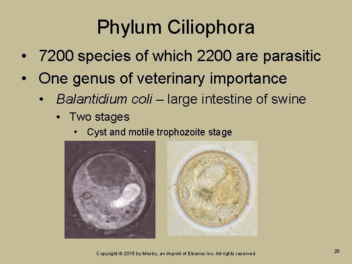 Phylum Ciliophora • 7200 species of which 2200 are parasitic • One genus of Phylum Ciliophora • 7200 species of which 2200 are parasitic • One genus of
