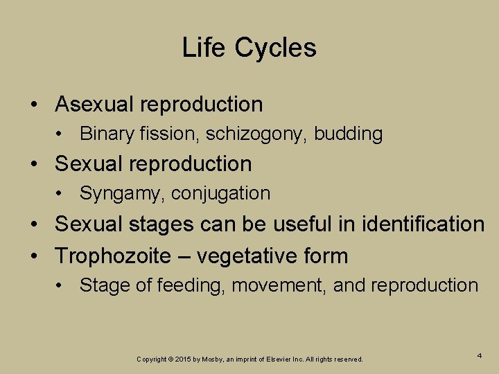 Life Cycles • Asexual reproduction • Binary fission, schizogony, budding • Sexual reproduction • Life Cycles • Asexual reproduction • Binary fission, schizogony, budding • Sexual reproduction •