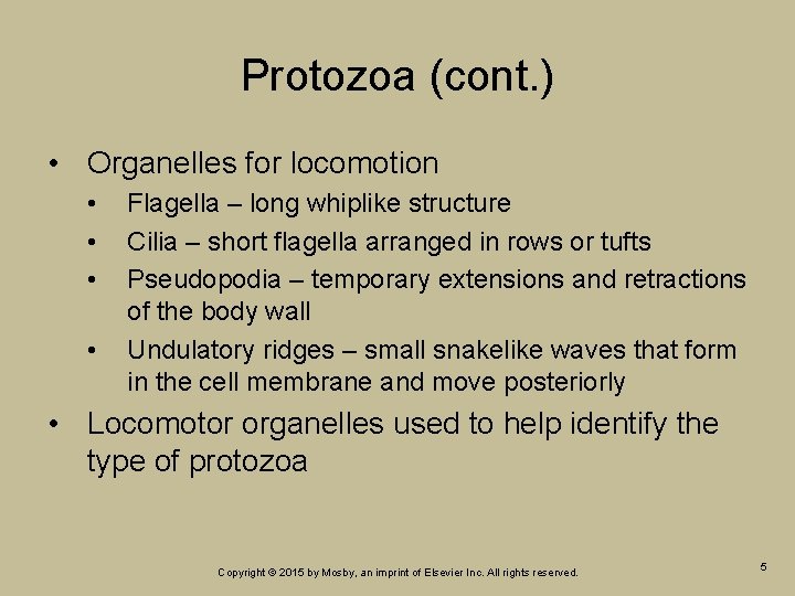 Protozoa (cont. ) • Organelles for locomotion • • Flagella – long whiplike structure Protozoa (cont. ) • Organelles for locomotion • • Flagella – long whiplike structure