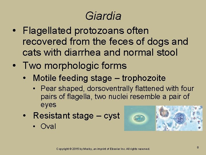 Giardia • Flagellated protozoans often recovered from the feces of dogs and cats with Giardia • Flagellated protozoans often recovered from the feces of dogs and cats with