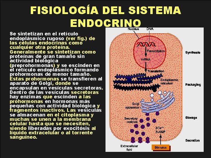 FISIOLOGÍA DEL SISTEMA ENDOCRINO Se sintetizan en el retículo endoplásmico rugoso (ver fig. )