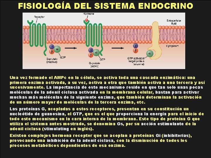 FISIOLOGÍA DEL SISTEMA ENDOCRINO Una vez formado el AMPc en la célula, se activa