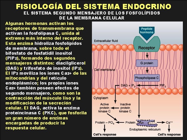 FISIOLOGÍA DEL SISTEMA ENDOCRINO EL SISTEMA SEGUNDO MENSAJERO DE LOS FOSFOLÍPIDOS DE LA MEMBRANA