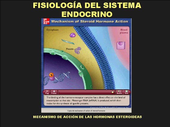 FISIOLOGÍA DEL SISTEMA ENDOCRINO MECANISMO DE ACCIÓN DE LAS HORMONAS ESTEROIDEAS 