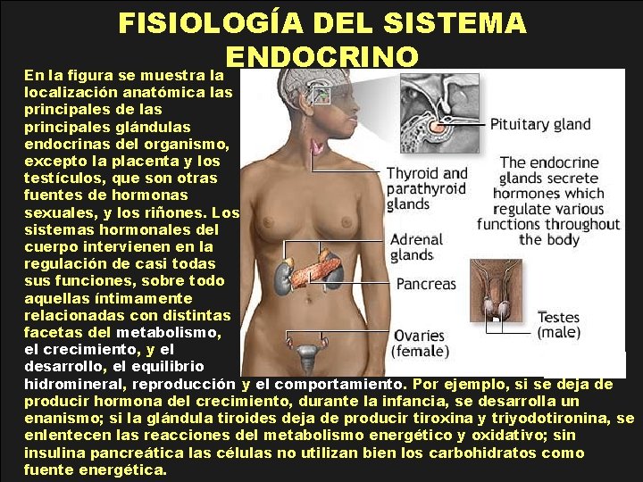 FISIOLOGÍA DEL SISTEMA ENDOCRINO En la figura se muestra la localización anatómica las principales