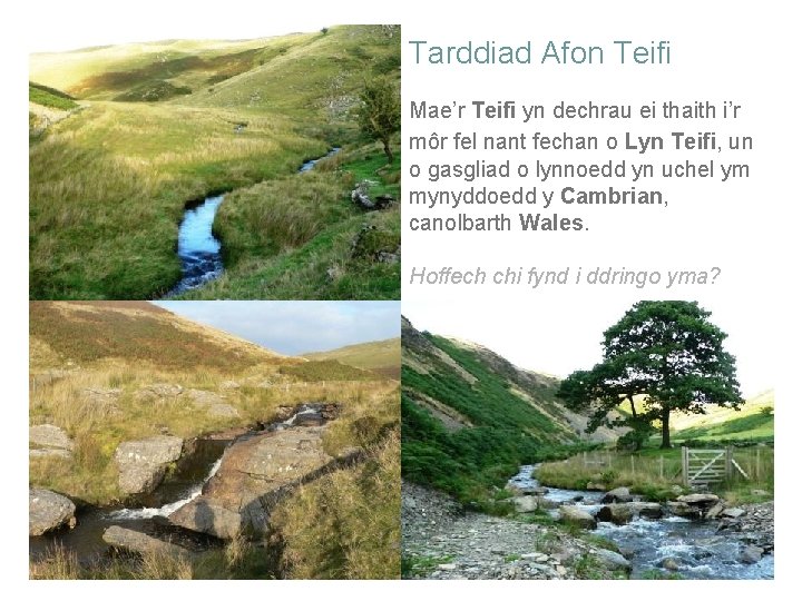 Tarddiad Afon Teifi Mae’r Teifi yn dechrau ei thaith i’r môr fel nant fechan