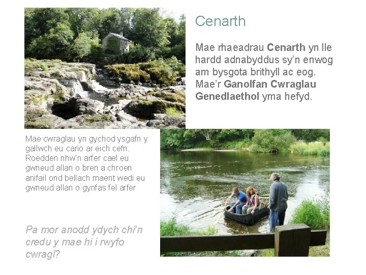 Cenarth Mae rhaeadrau Cenarth yn lle hardd adnabyddus sy’n enwog am bysgota brithyll ac