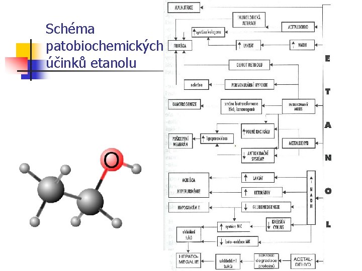 Schéma patobiochemických účinků etanolu 