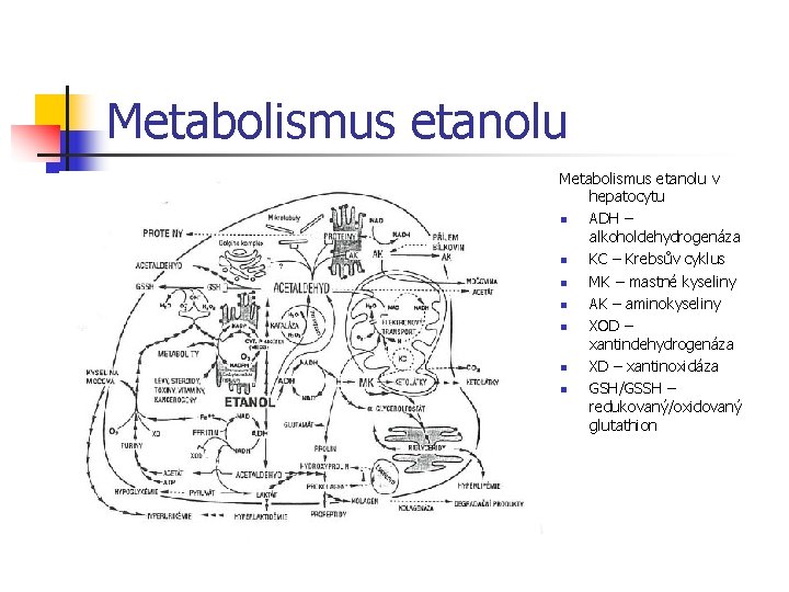 Metabolismus etanolu v hepatocytu n ADH – alkoholdehydrogenáza n KC – Krebsův cyklus n