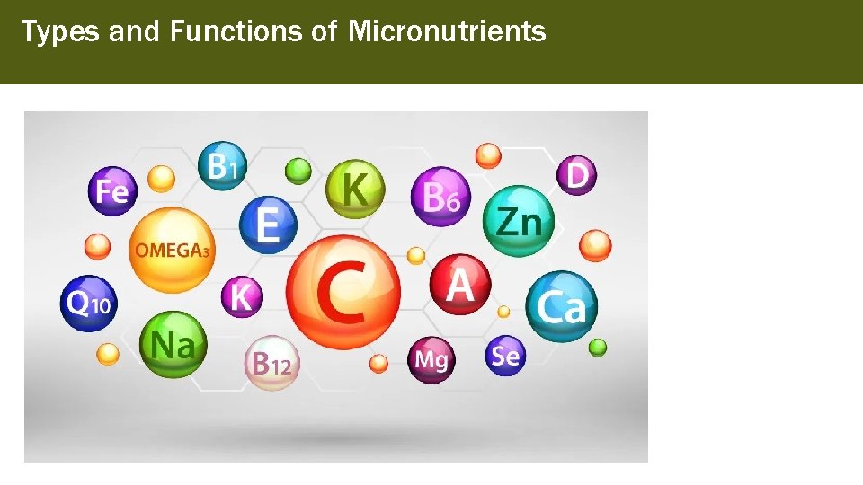Types and Functions of Micronutrients 