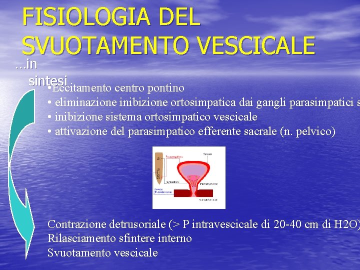 FISIOLOGIA DEL SVUOTAMENTO VESCICALE …in sintesi • Eccitamento centro pontino • eliminazione inibizione ortosimpatica