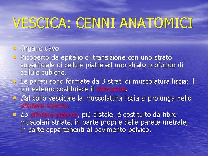 VESCICA: CENNI ANATOMICI • Organo cavo • Ricoperto da epitelio di transizione con uno