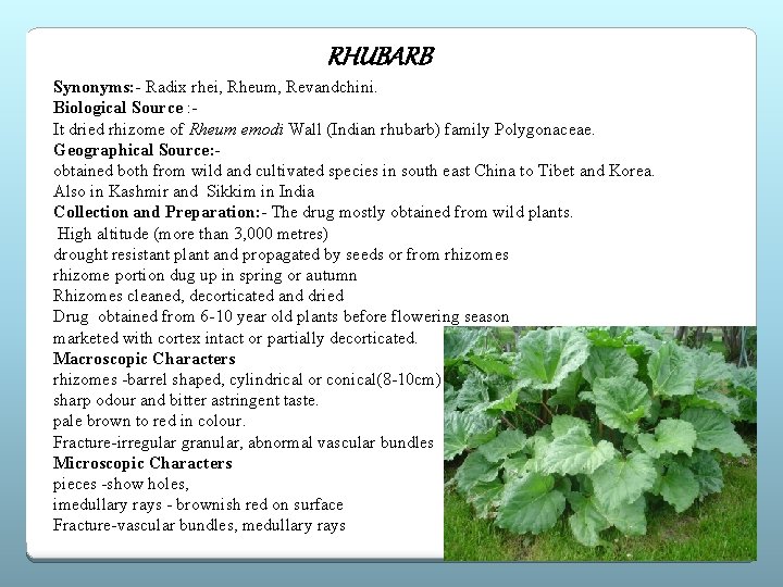 RHUBARB Synonyms: - Radix rhei, Rheum, Revandchini. Biological Source : It dried rhizome of