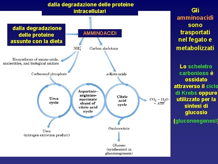 dalla degradazione delle proteine intracellulari dalla degradazione delle proteine assunte con la dieta AMMINOACIDI