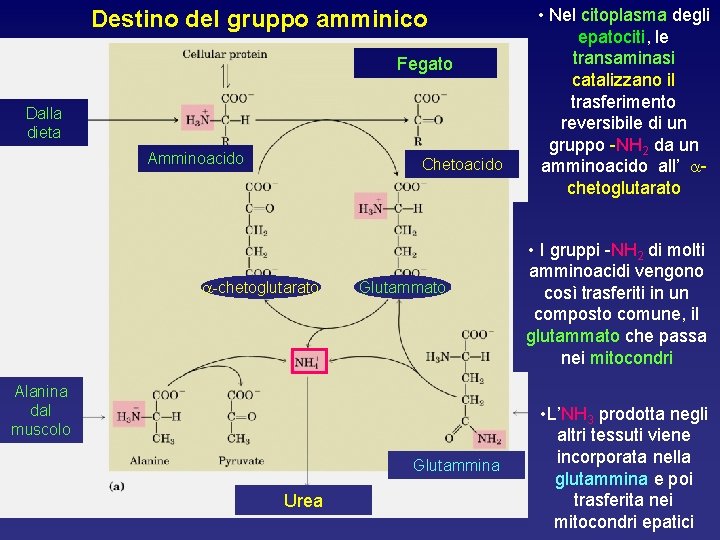 Destino del gruppo amminico Fegato Dalla dieta Amminoacido Chetoacido a-chetoglutarato Glutammato Alanina dal muscolo