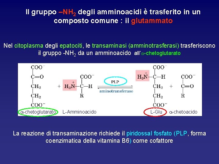 Il gruppo –NH 2 degli amminoacidi è trasferito in un composto comune : il