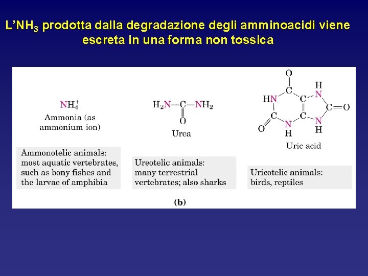 L’NH 3 prodotta dalla degradazione degli amminoacidi viene escreta in una forma non tossica