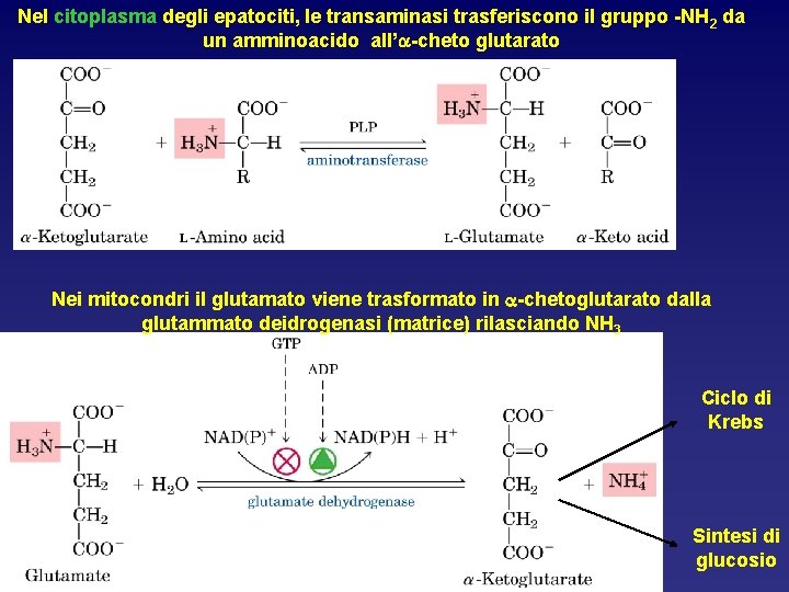 Nel citoplasma degli epatociti, le transaminasi trasferiscono il gruppo -NH 2 da un amminoacido