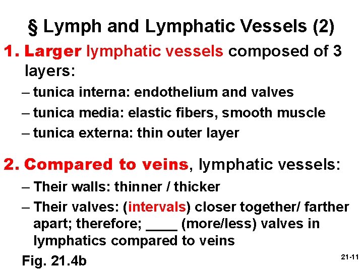 § Lymph and Lymphatic Vessels (2) 1. Larger lymphatic vessels composed of 3 layers: