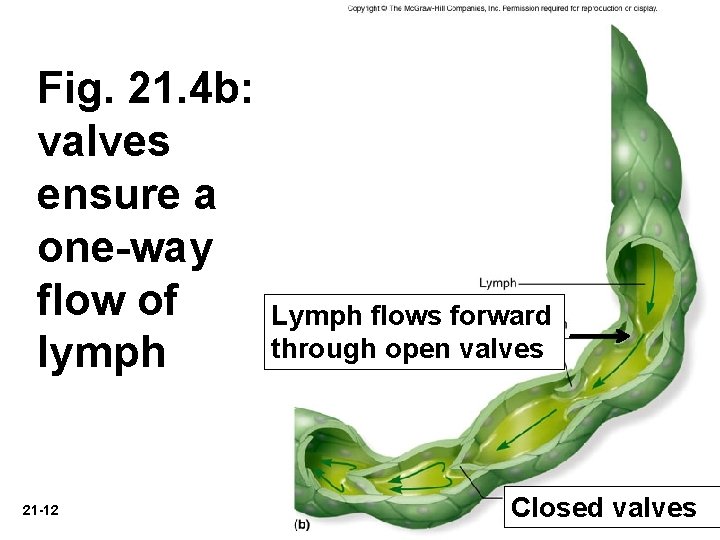 Fig. 21. 4 b: valves ensure a one-way flow of lymph 21 -12 Lymph